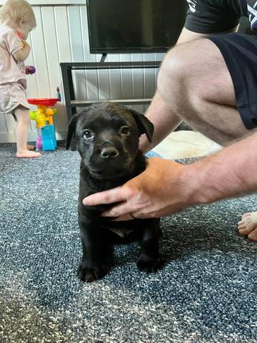 Bean, adopted