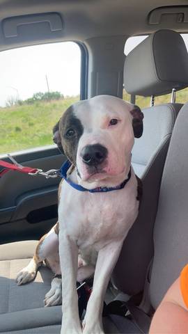 Lettie, adopted