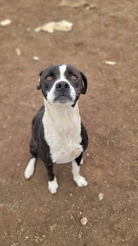 Benny, adopted