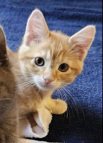 Betsy, adopted