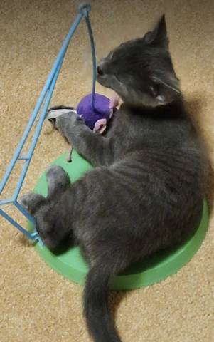 Otis, adopted