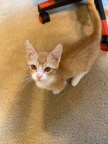 Sebastian, adopted