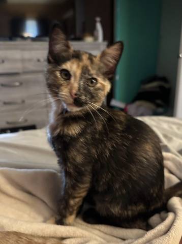 Aria, adopted