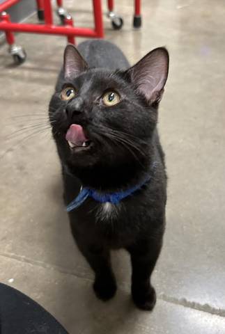 Hannah, adopted