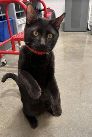 Toby, adopted