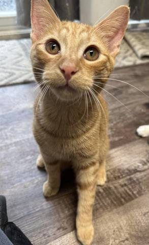 Ezra, adopted