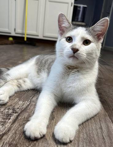Emily, adopted