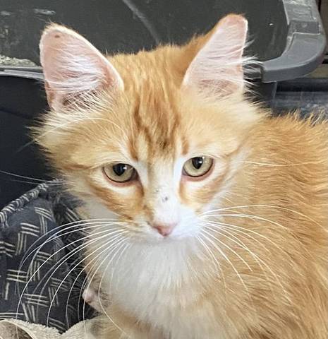 Rapunzel, adopted