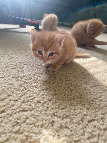 Clementine - Kitty, adopted