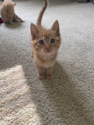 Marigold, adopted
