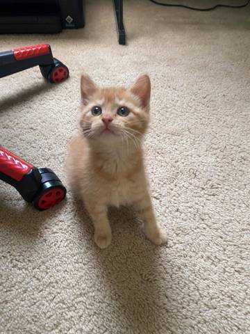 Charlotte, adopted