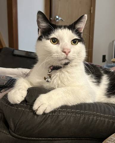 Nubbin, adopted