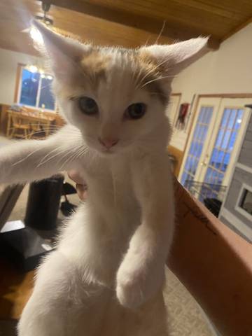 Rory, adopted