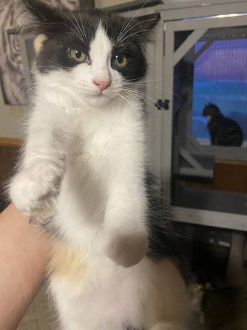 Lorelei, adopted