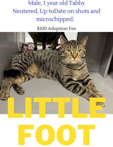 Little Foot, adopted
