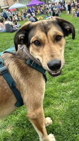 Scoob, adopted