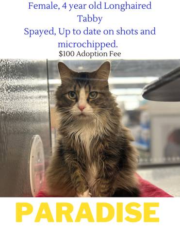 Paradise Kitty, adopted