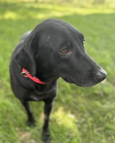 Paisley, adopted