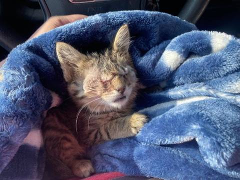 Sysley, adopted