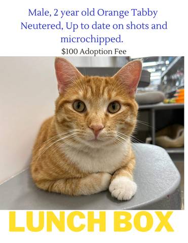 Lunch Box, adopted