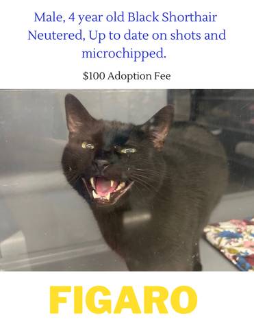 Figaro, adopted