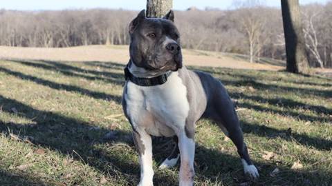 Fabio, adopted