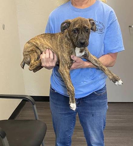 Deacon, adopted