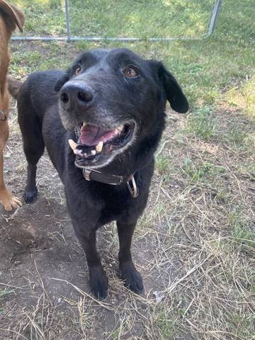 Charlie, adopted