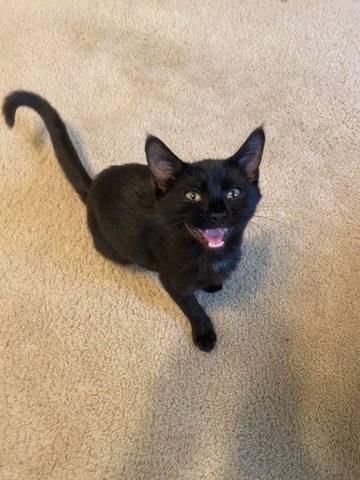 Stanley, adopted
