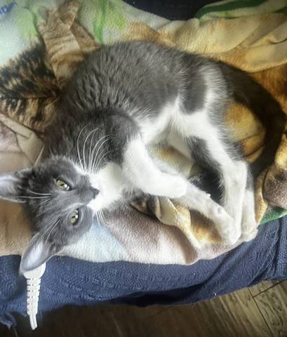 Magnolia, adopted