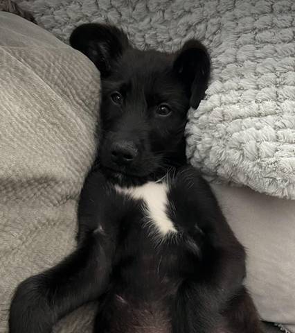 Pepper, adopted