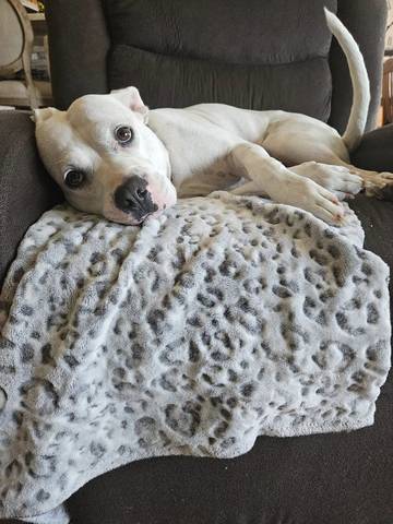 Madam, adopted