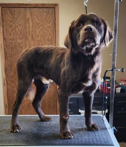 Huxley, adopted
