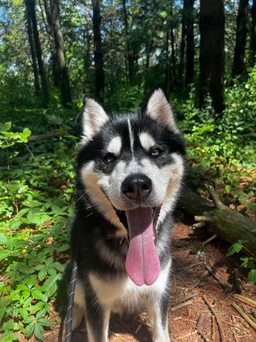Morphius, adopted