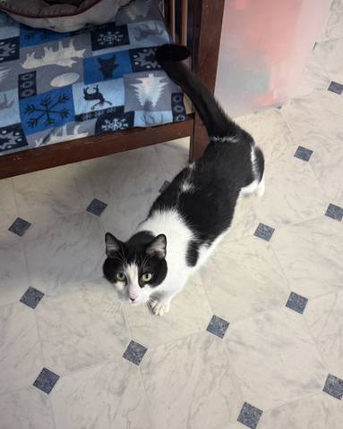 Puff, adopted