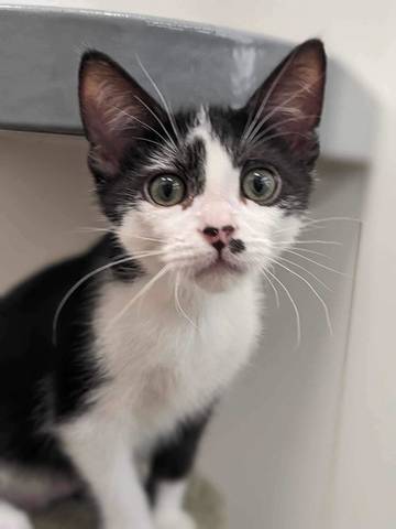 Riggs, adopted