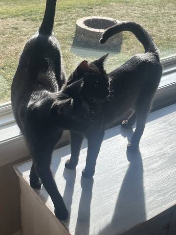 Frodo, adopted