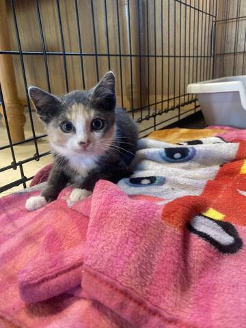 Jemima, adopted