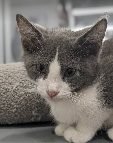 Deacon, adopted