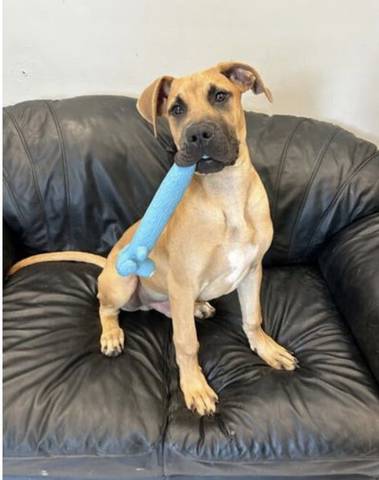 Kronk, adopted