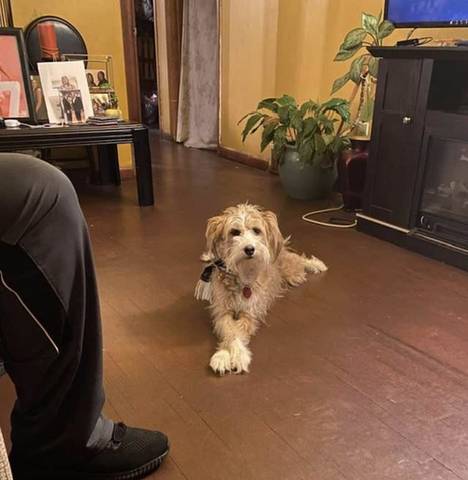Frannie, adopted