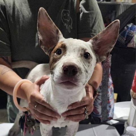 Maxine, adopted