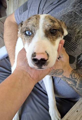 Rubble, adopted