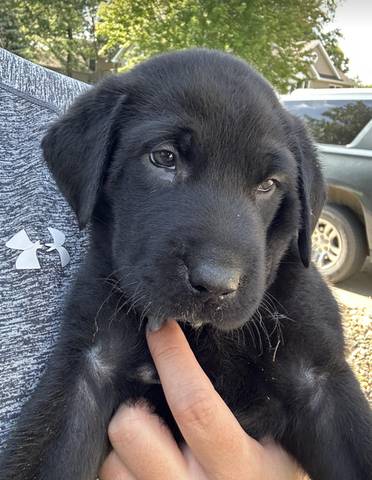 Rebecca, adopted