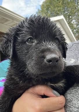 Kris, adopted