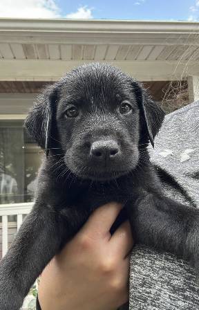 Stan, adopted