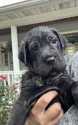 Dax, adopted