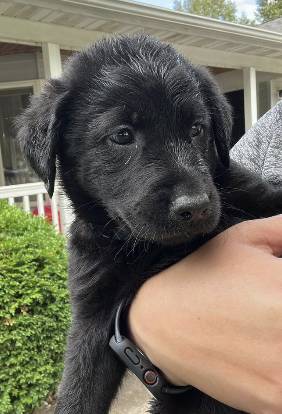 Kyle, adopted