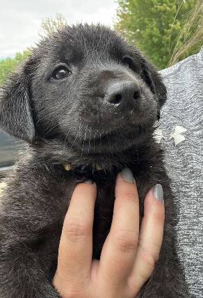 Roy, adopted