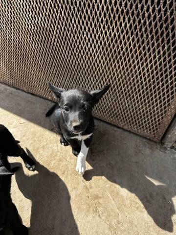 Elena, adopted